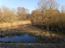 Wassermühle Kittendorf - Rest vom Mühlteich 2024