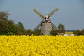 Windmühle Steinhagen - Mühle frei stehend in der Landschaft 2024