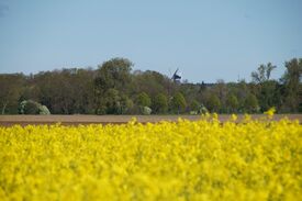 Windmühle Goldenbow - Ansicht der Mühle in der Landschaft aus Parchim kommend 2024