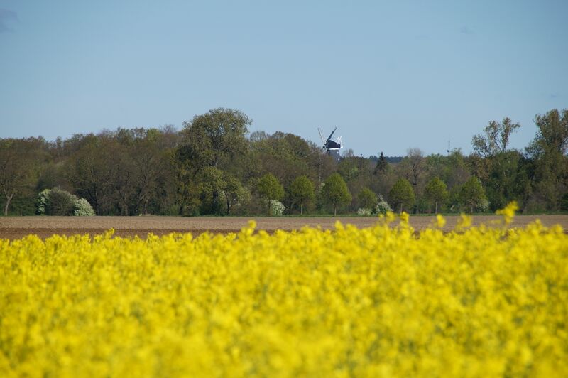 Datei:Goldenbow-Windmuehle-Muehlen-MV-Foto-Arlt-2024-5.JPG