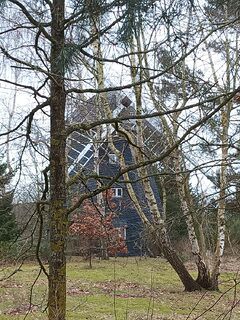 Windmühle Trassenheide - Ansicht der Mühle umgeben von hohem Bewuchs 2024