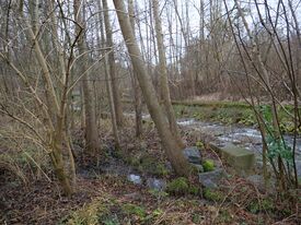 Wassermühle Usadel die Nonnenmühle - Reste der Wehranlage neben Nonnenbach 2025