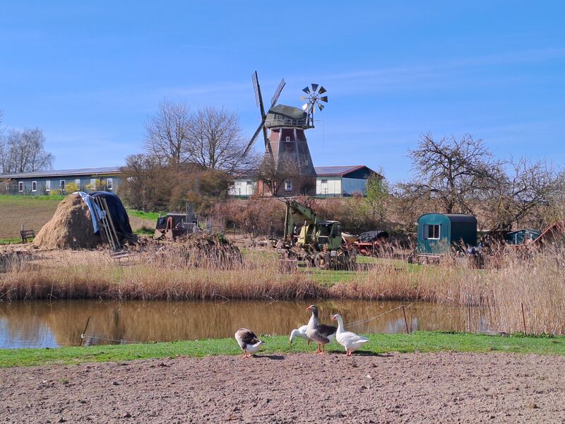 Datei:Zepelin-Windmuehle-Muehlen-MV-Foto-Arlt-2025-5.jpg